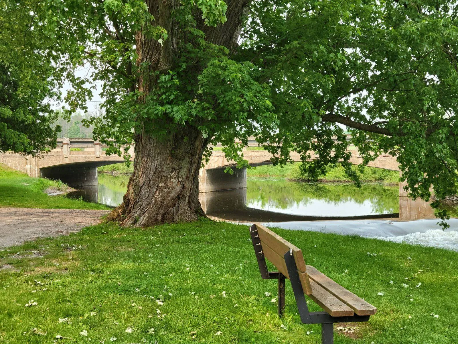 A wooden bench sits on green grass beneath a large tree overlooking a calm waterway with stone bridges in the background